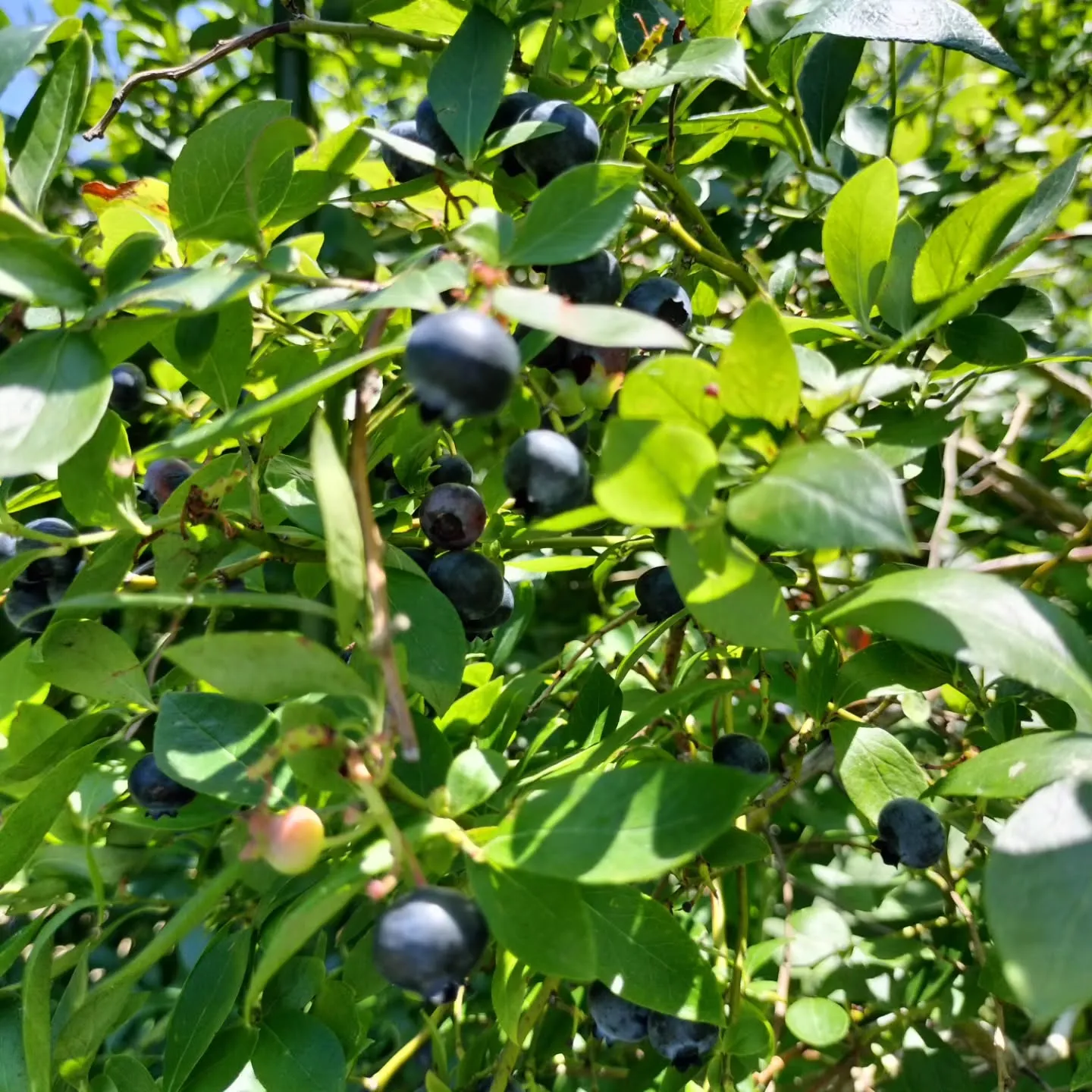 今日はご近所さん宅へビルベリー、ブルーベリー。